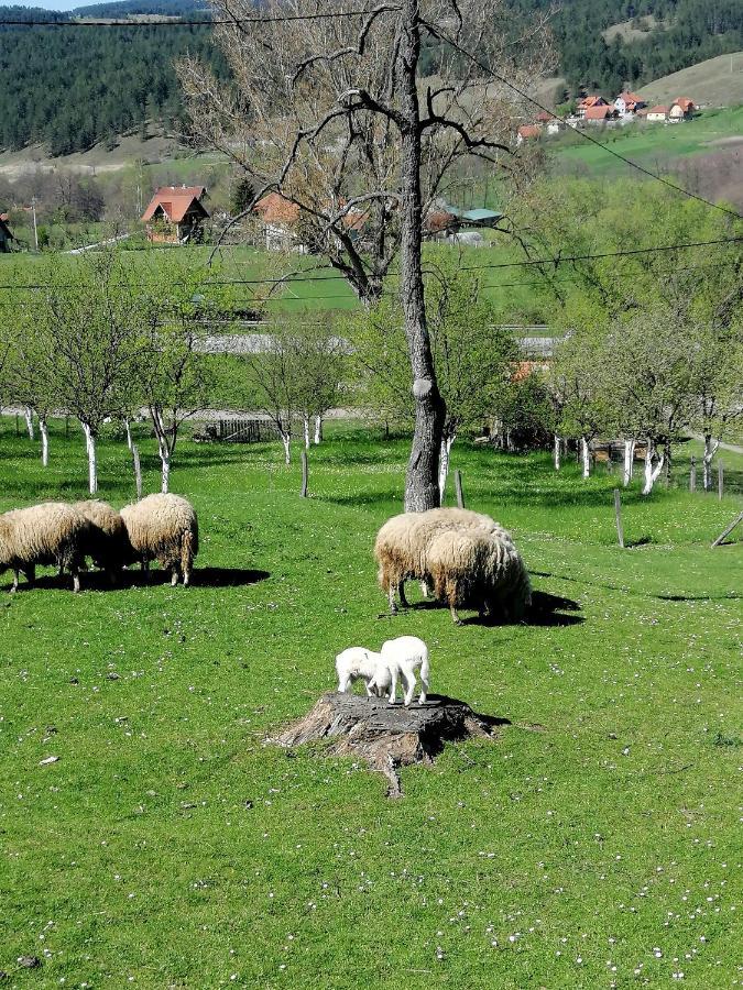 Brvnara Ljubicica * Kremna